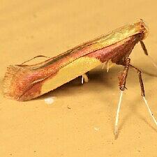 Caloptilia superbifrontella