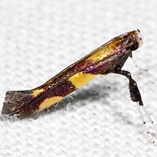 Caloptilia vacciniella