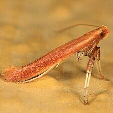 Caloptilia sp.