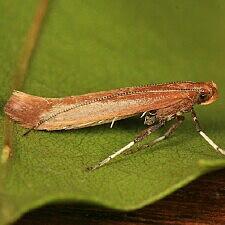 Caloptilia sp.