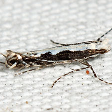 Micrurapteryx salicifoliella