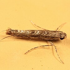 Neurobathra strigifinitella