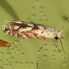 Phyllonorycter apparella