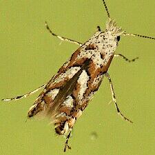 Phyllonorycter apparella