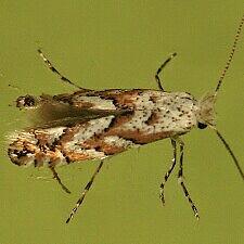 Phyllonorycter apparella