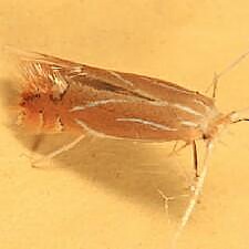 Phyllonorycter basistrigella