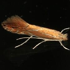 Phyllonorycter basistrigella