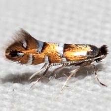 Phyllonorycter diversella