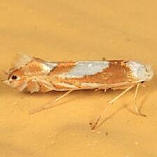 Phyllonorycter fitchella