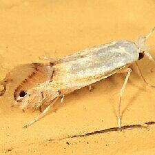 Phyllonorycter quercialbella