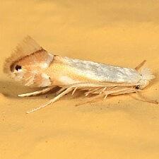 Phyllonorycter quercialbella