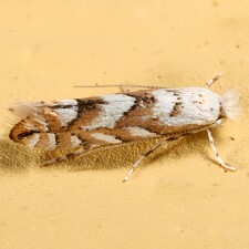 Phyllonorycter sp.