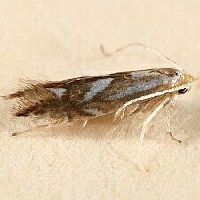 Phyllonorycter sp.