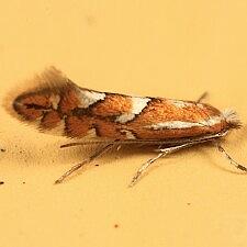 Phyllonorycter sp.