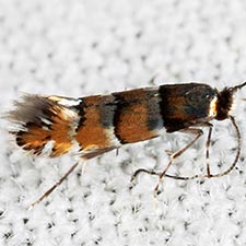 Chrysaster ostensackenella