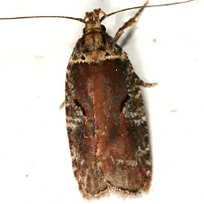 Agonopterix lythrella