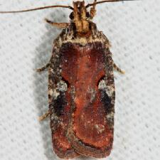 Agonopterix lythrella