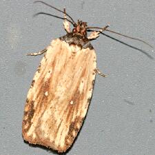 Agonopterix atrodorsella