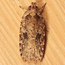 Agonopterix pulvipennella