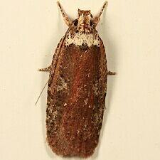 Agonopterix walsinghamella