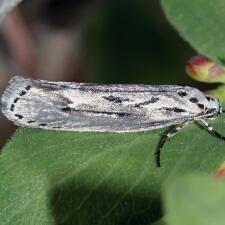 Ethmia discostrigella