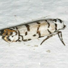 Ethmia delliella