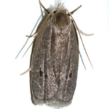 Antaeotricha unipunctella