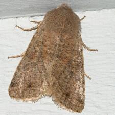 Orthosia hibisci