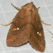 Tricholita signata