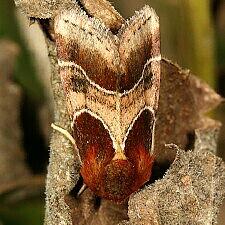 Schinia arcigera