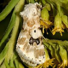 Schinia nundina