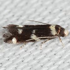 Elachista cucullata