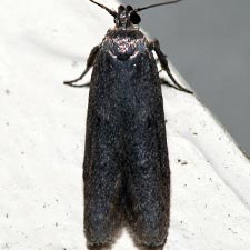 Holcocera chalcofrontella