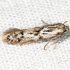 Hypatopa vestaliella