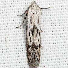 Hypatopa vestaliella