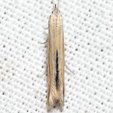 Coleophora mcdunnoughiella