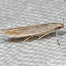 Coleophora quadrilineella