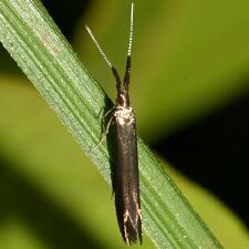 Coleophora mayrella