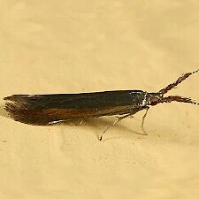 Coleophora mayrella