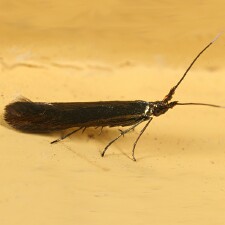 Coleophora sp.