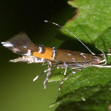 Cosmopterix gemmiferella