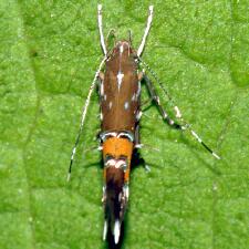 Cosmopterix gemmiferella