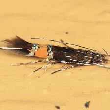 Cosmopterix clemensella