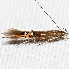 Cosmopterix scirpicola