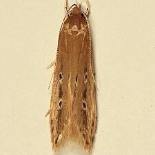 Limnaecia phragmitella