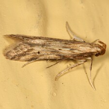 Metzneria lappella