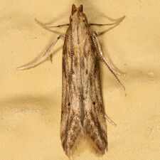 Metzneria lappella