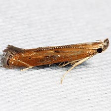 Isophrictis anteliella