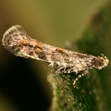 Aristotelia rubidella