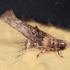 Agnippe biscolorella